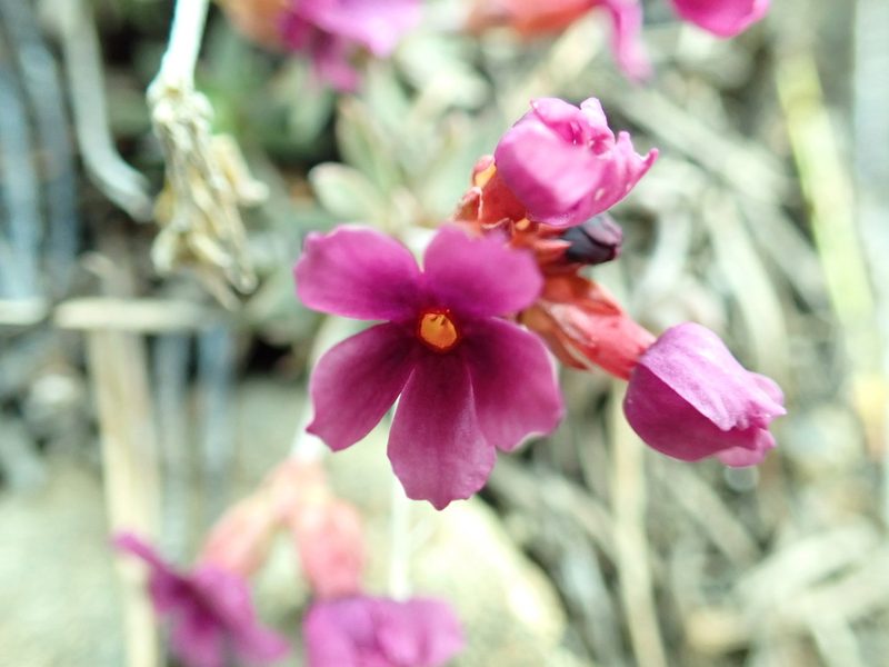 Androsace nivalis, photographed by James H. Thomas