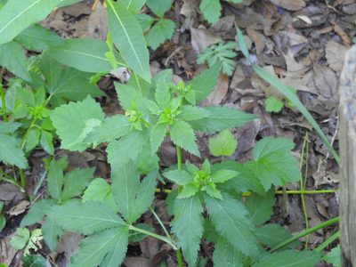 Sanicula canadensis, photographed by Yann Kemper