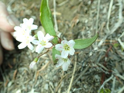 Claytonia lanceolata, photographed by James H. Thomas