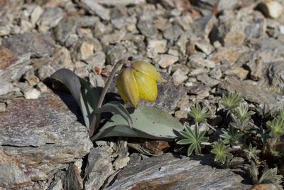 Fritillaria glauca, photographed by Arvel Hernandez