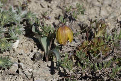 Fritillaria glauca, photographed by Arvel Hernandez