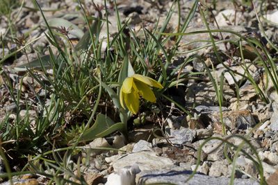 Fritillaria glauca, photographed by Arvel Hernandez