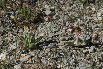 Fritillaria purdyi, photographed by Arvel Hernandez