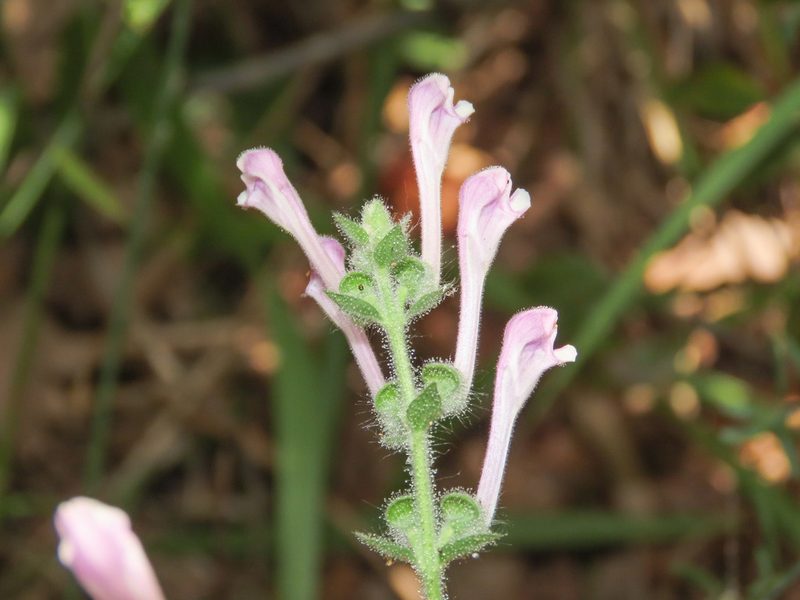 Scutellaria columnae, photographed by Emanuele Santarelli