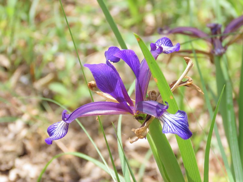 Iris sintenisii, photographed by Emanuele Santarelli