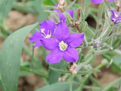 Legousia speculum-veneris, photographed by Emanuele Santarelli