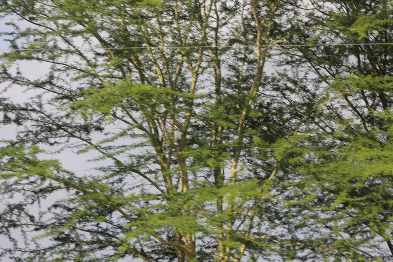 Vachellia xanthophloea, photographed by Ryan Donnelly