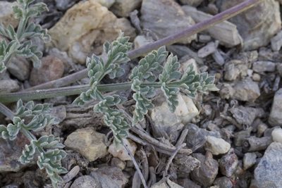 Lomatium macrocarpum, photographed by Arvel Hernandez
