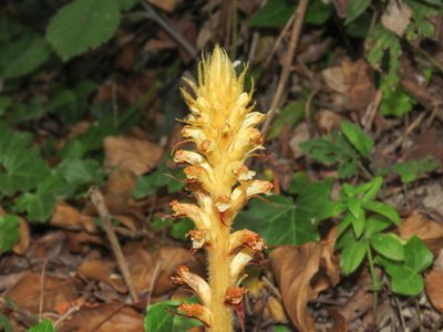 Orobanche hederae, photographed by Emanuele Santarelli