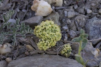 Lomatium macrocarpum, photographed by Arvel Hernandez