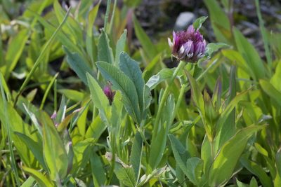 Trifolium longipes, photographed by Arvel Hernandez