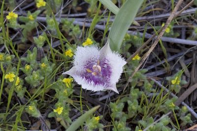 Calochortus coeruleus, photographed by Arvel Hernandez