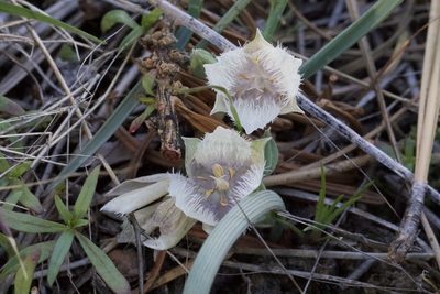 Calochortus coeruleus, photographed by Arvel Hernandez