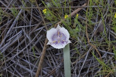 Calochortus coeruleus, photographed by Arvel Hernandez