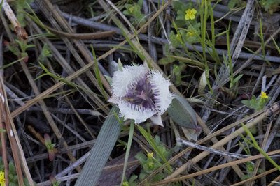 Calochortus coeruleus, photographed by Arvel Hernandez