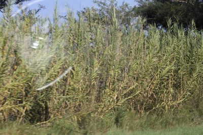 Arundo donax, photographed by Ryan Donnelly