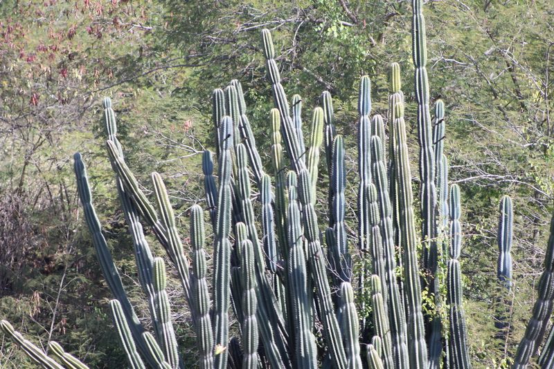 Cereus jamacaru, photographed by Ryan Donnelly