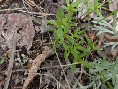 Houstonia longifolia, photographed by Mary Krieger