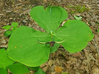 Trillium erectum, photographed by Laura Gaudette