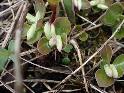 Polygaloides paucifolia, photographed by Mary Krieger