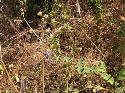 Verbena lasiostachys, photographed by Nicholas Wei