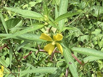 Ludwigia octovalvis, photographed by Heather DeGaetano