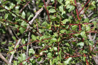 Rhamnus crocea, photographed by Nicholas Wei