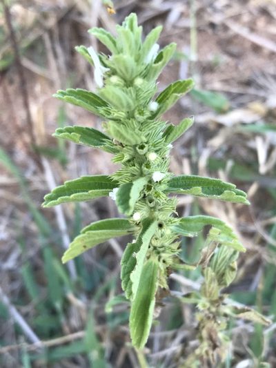 Leucas neuflizeana, photographed by Ryan Donnelly