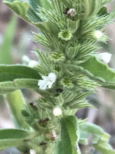 Leucas neuflizeana, photographed by Ryan Donnelly