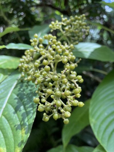 Palicourea berteroana, photographed by Heather DeGaetano