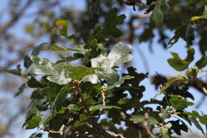 Quercus lobata, photographed by Nicholas Wei
