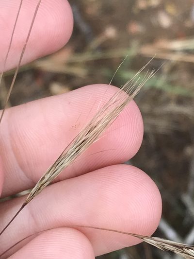 Aristida congesta, photographed by Ryan Donnelly