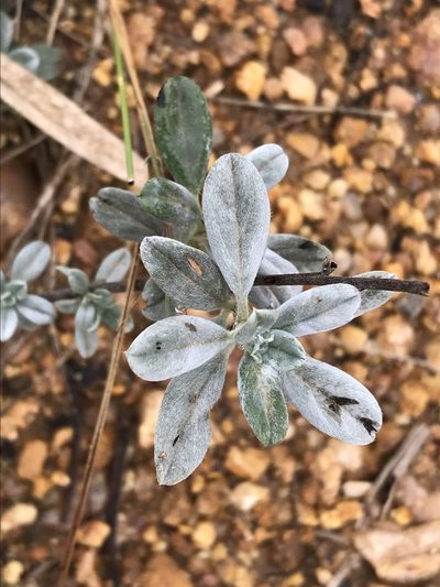 Euploca ovalifolia, photographed by Ryan Donnelly