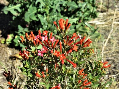 Bouvardia ternifolia, photographed by sprcrkwild