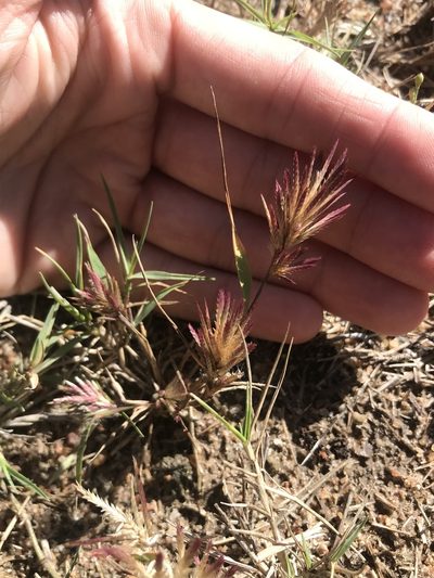 Eragrostis patens, photographed by Ryan Donnelly