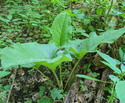 Arctium minus, photographed by Alan Prather