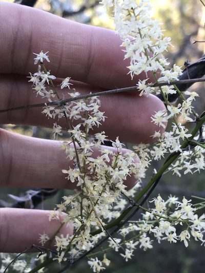 Asparagus buchananii, photographed by Ryan Donnelly