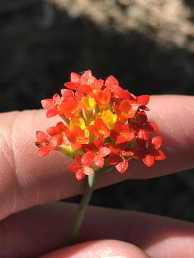 Lasiosiphon rubescens, photographed by Ryan Donnelly