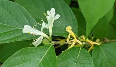Lonicera maackii, photographed by Michael and Antoni Hinczewski