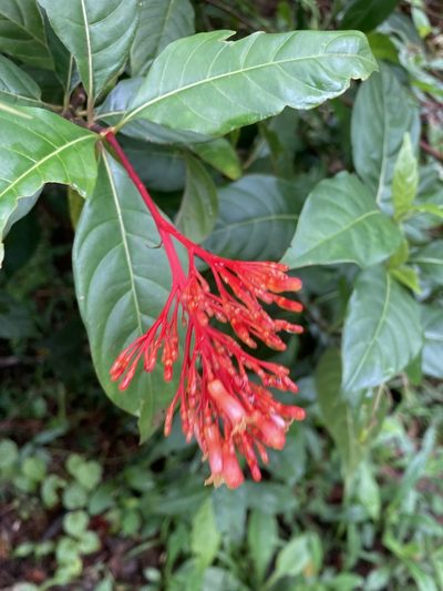 Palicourea crocea, photographed by Heather DeGaetano