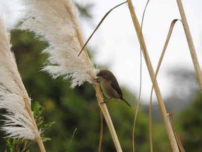Cortaderia selloana, photographed by Eduardo Luis Beltrocco