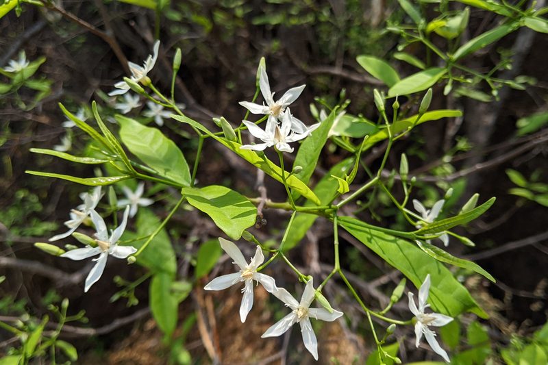 Wrightia tinctoria, photographed by Kristof Zyskowski