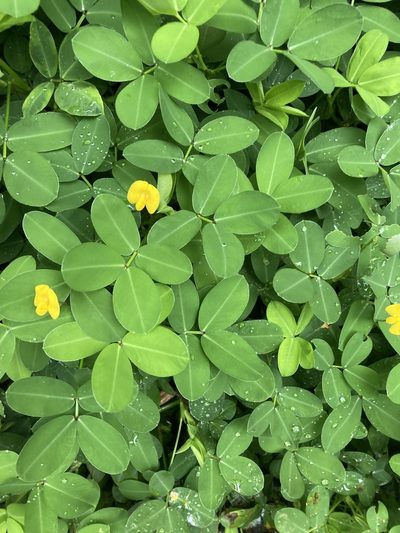 Arachis repens, photographed by Heather DeGaetano