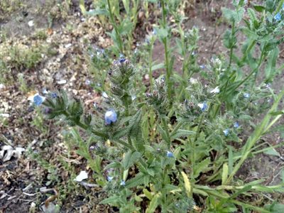 Anchusa arvensis, photographed by Karen Fry
