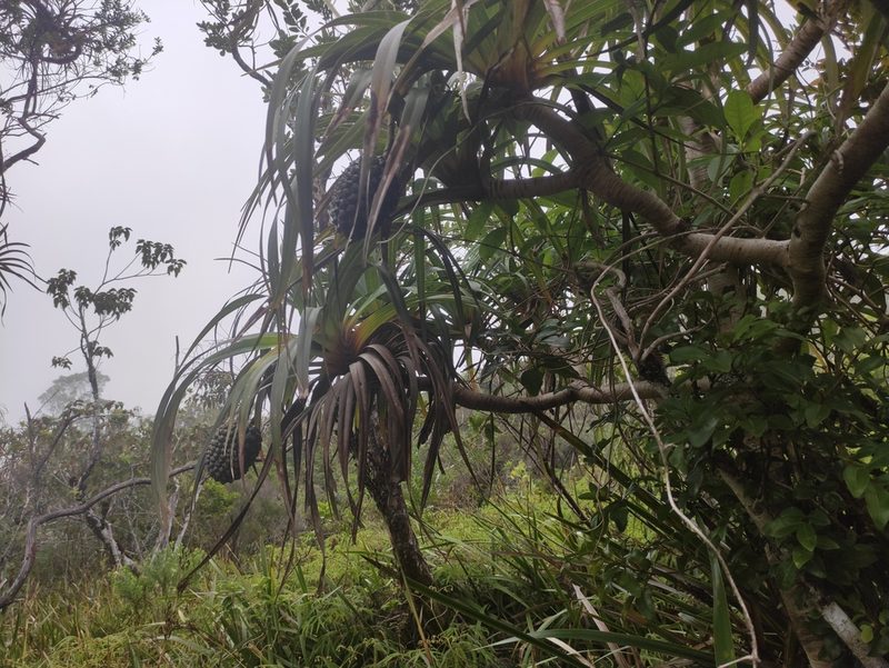Pandanus montanus, photographed by Augustin Soulard