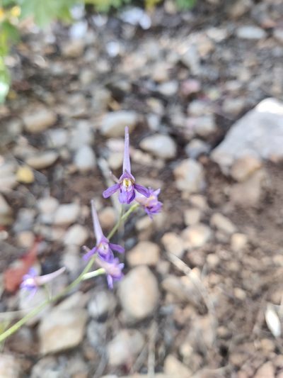 Delphinium halteratum, photographed by Riccardo Rocca