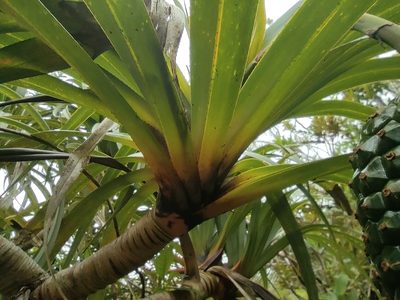 Pandanus montanus, photographed by Augustin Soulard