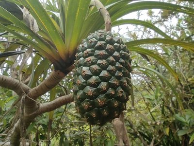 Pandanus montanus, photographed by Augustin Soulard