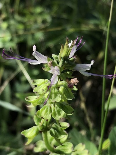 Ocimum filamentosum, photographed by Ryan Donnelly