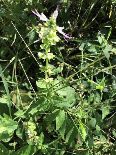 Ocimum filamentosum, photographed by Ryan Donnelly
